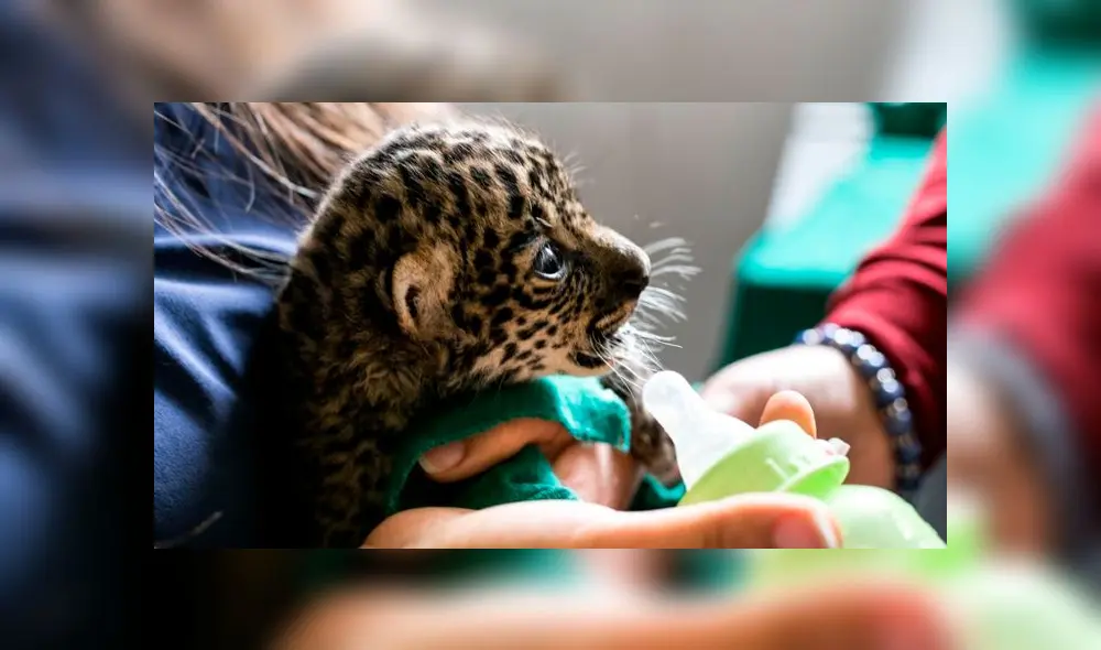 Rescatan a dos cachorros de otorongo. Créditos: Serfor. Rescatan a dos cachorros de otorongo. Créditos: Serfor.