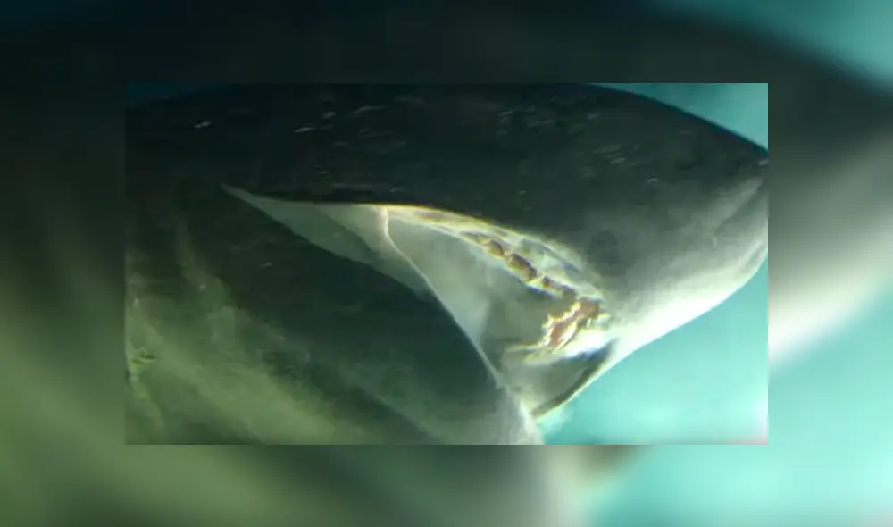 El enorme depredador vive bajo mil metros de profundidad y ha sido filmado pocas veces. Foto: captura El enorme depredador vive bajo mil metros de profundidad y ha sido filmado pocas veces. Foto: captura