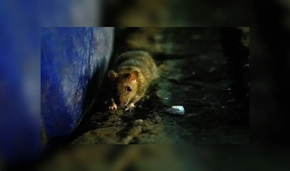 A rat sniffs for food at Klong Toei wet market in Bangkok on April 10, 2020 as Thailand's confinement measures to reduce the spread of the COVID-19 novel coronavirus made their source of food more scarce. - As humans retreat indoors at night to fight a virus, Bangkok's streets are handed over to increasingly brazen rats who are venturing out across the Thai capital in huge numbers. (Photo by Mladen ANTONOV / AFP)