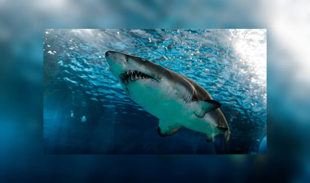 Joven es atacado por tiburón. Joven es atacado por tiburón.