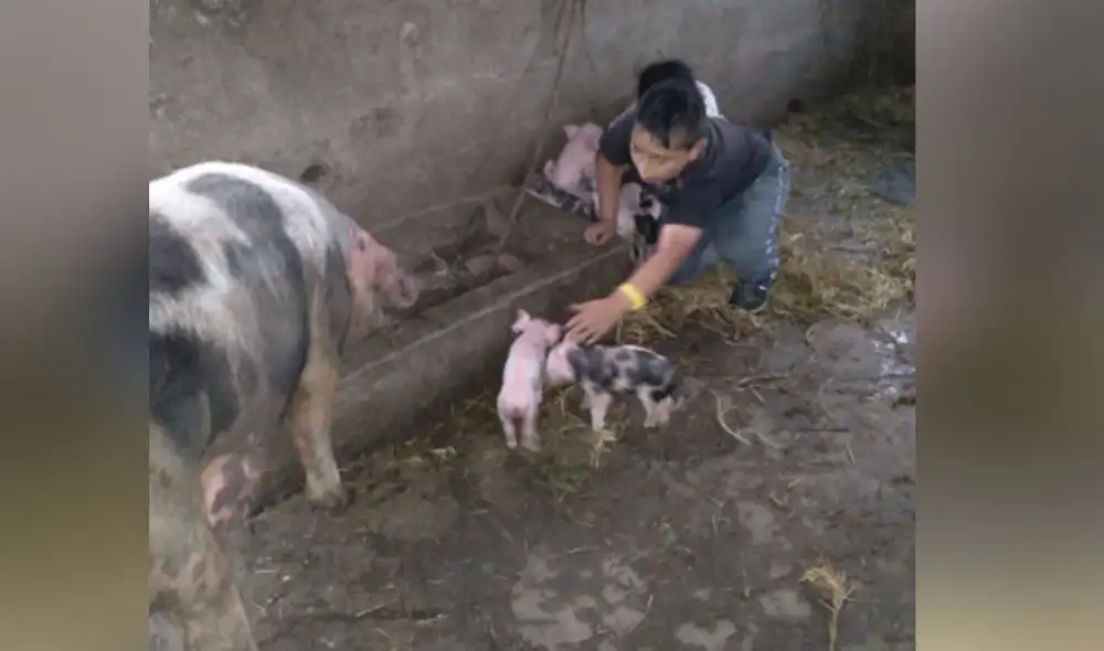 Desliza las imágenes para ver más sobre esta historia que conmovió a miles en redes sociales. Foto: captura de YouTube