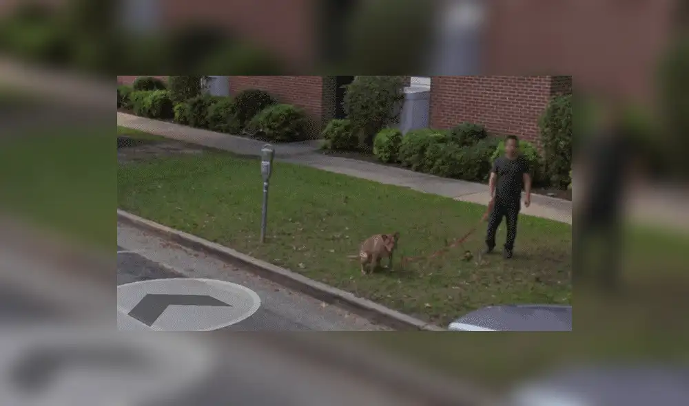 Google Maps: capta a hombre en curiosa escena con su perro cuando recorre calle de EE.UU [FOTOS]