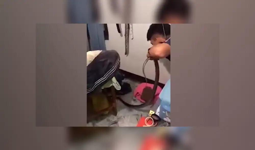 El rescatista halló la verdadera identidad de la criatura venenosa.