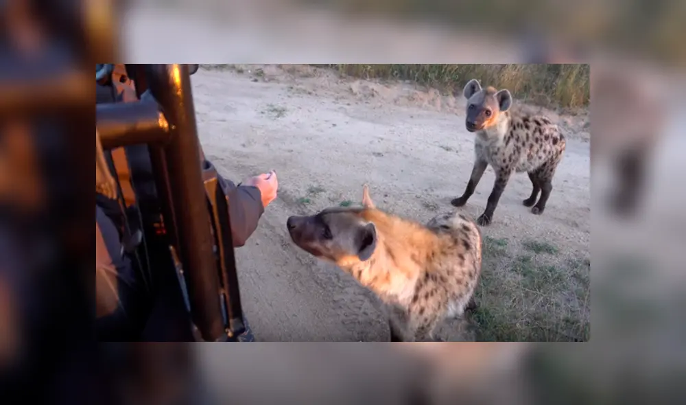 Desliza hacia la izquierda para ver el encentro cercano de un hombre con las hielas. Escena viral de YouTube. Desliza hacia la izquierda para ver el encentro cercano de un hombre con las hielas. Escena viral de YouTube.