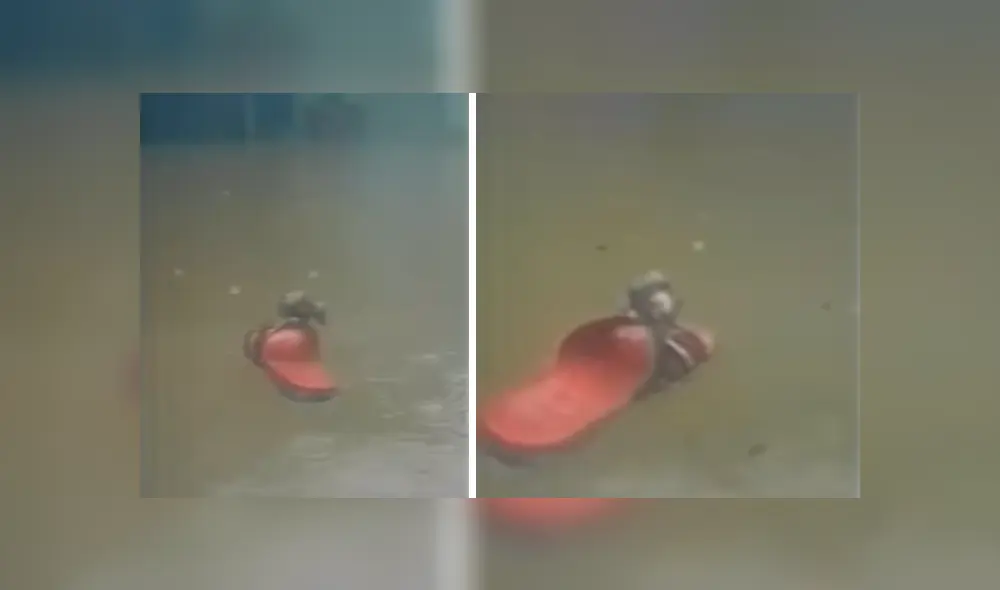 Video es viral en Facebook. La astuta táctica que usa el roedor para evitar su muerte ha sorprendido a más de uno en las redes