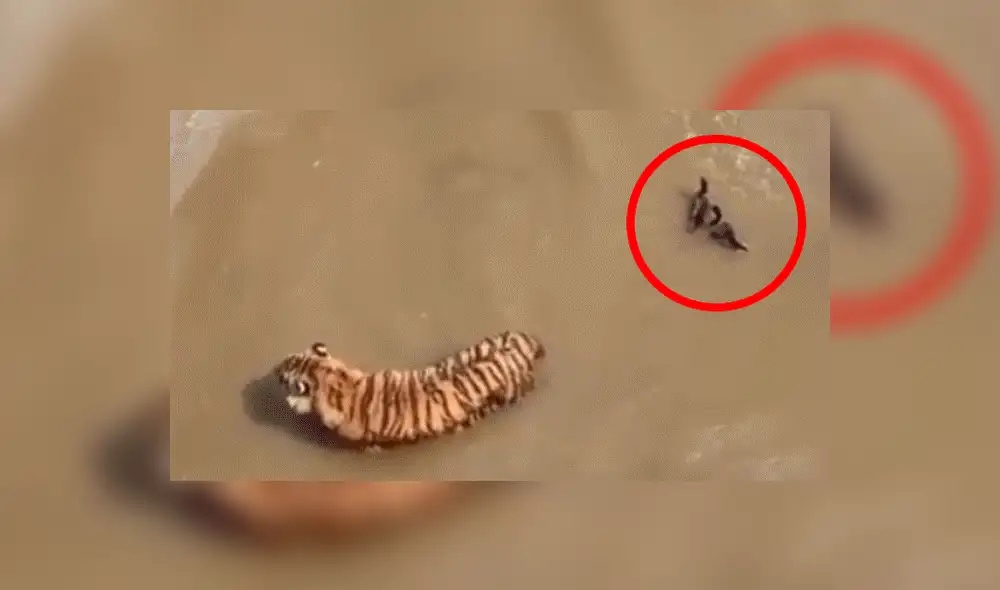 Facebook viral: Patos se burlan cruelmente de un feroz tigre, que entró a su hogar para devorarlos [VIDEO] 