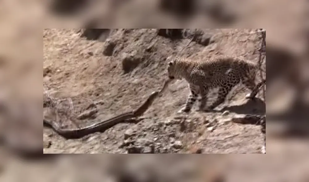 Un turista grabó en un video viral de Facebook el instante en que un feroz leopardo atacó brutalmente a una enorme pitón, sin imaginar lo que pasaría con su presa. Un turista grabó en un video viral de Facebook el instante en que un feroz leopardo atacó brutalmente a una enorme pitón, sin imaginar lo que pasaría con su presa.