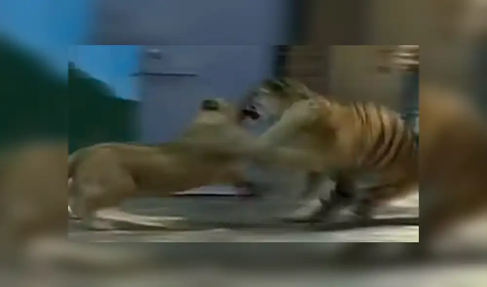 El pequeño león demostró toda su ferocidad y dejó en ridículo a un temible león dentro de un recinto de felinos. Foto: captura El pequeño león demostró toda su ferocidad y dejó en ridículo a un temible león dentro de un recinto de felinos. Foto: captura