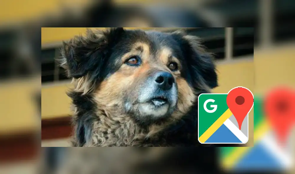 Google Maps: captan a la querida mascota 'Perrovaca' en su lugar favorito de la UNMSM [FOTOS]