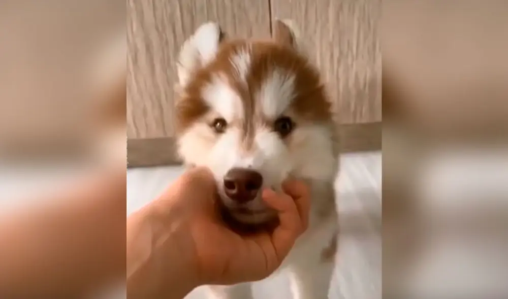 Desliza las imágenes para ver el crecimiento de un cachorro siberiano desde que nació hasta cumplir meses. Foto: captura de Facebook