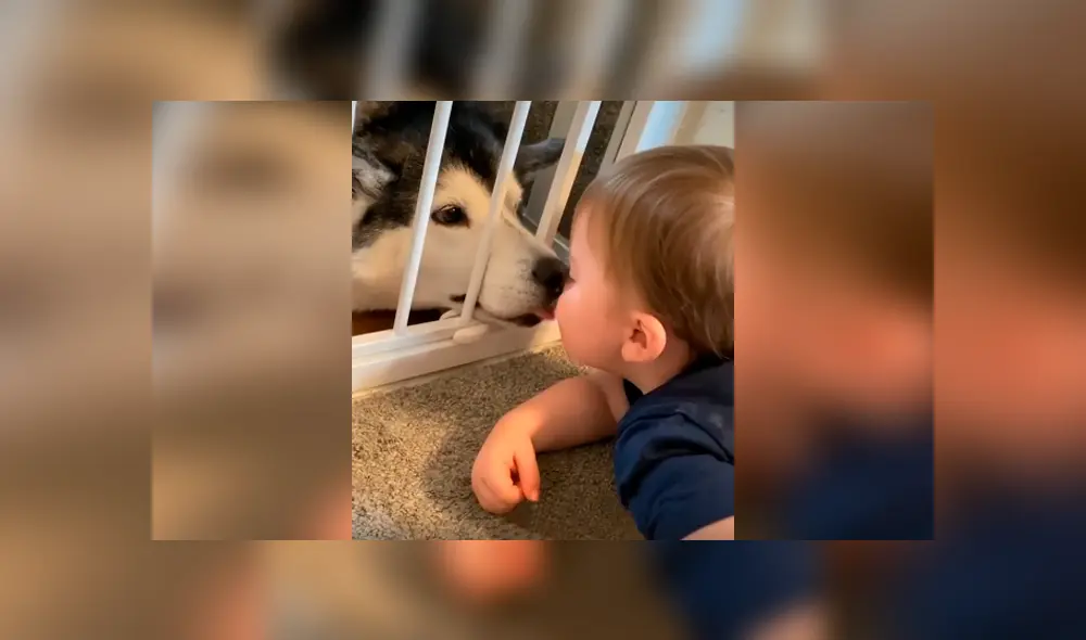 Desliza las imágenes para apreciar la recopilación de conmovedores momentos de un bebé con su perro. Desliza las imágenes para apreciar la recopilación de conmovedores momentos de un bebé con su perro.