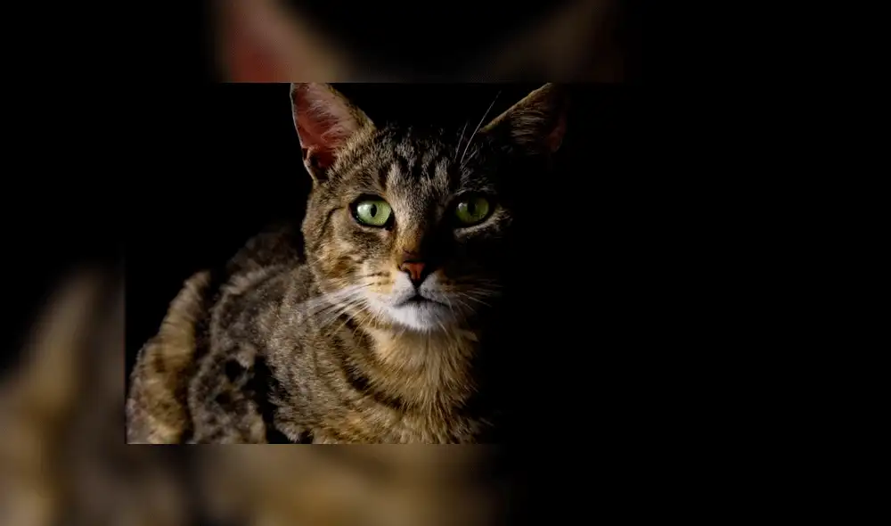 Argentina: hombre utiliza trampa para capturar y torturar a un gato [VIDEO] 