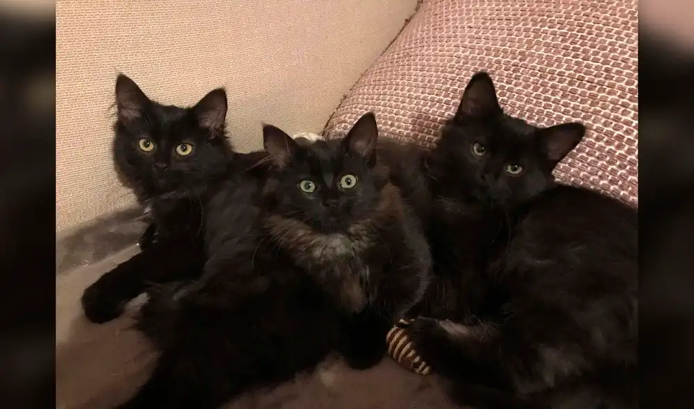 Los pequeños son cuidados por un refugio de animales. Foto: Chatons Orphelins Montréal / Facebook Los pequeños son cuidados por un refugio de animales. Foto: Chatons Orphelins Montréal / Facebook