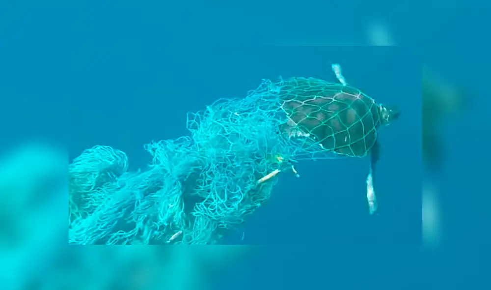 Un video viral de Facebook registró el instante en que un hombre rescató de la muerte a una tortuga que cayó en la basura tirada inescrupulosamente por los humanos al mar. Un video viral de Facebook registró el instante en que un hombre rescató de la muerte a una tortuga que cayó en la basura tirada inescrupulosamente por los humanos al mar.