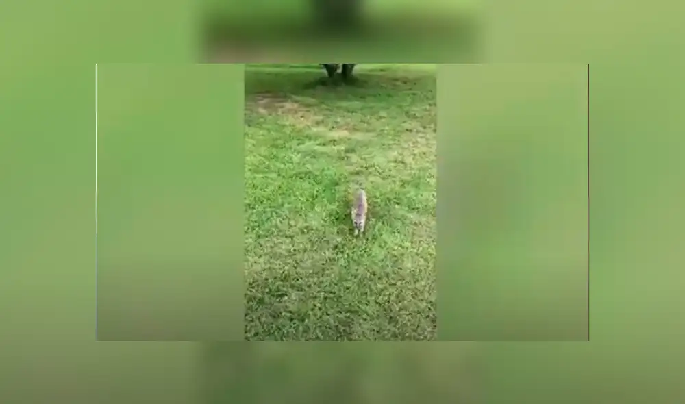 Desliza las imágenes para conocer la verdadera raza de un animal que fue rescatado por un joven. Foto: Caters Clips. Desliza las imágenes para conocer la verdadera raza de un animal que fue rescatado por un joven. Foto: Caters Clips.