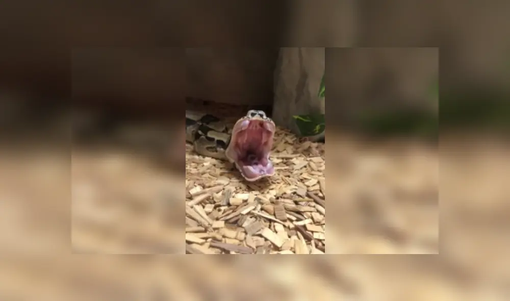 Desliza las imágenes para ver más sobre esta increíble escena. (Foto: captura / YouTube)