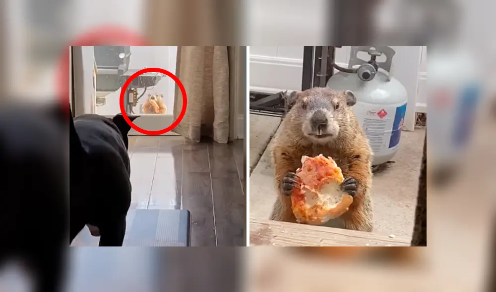 Desliza las imágenes para conocer el singular delito que cometió una marmota tras invadir una casa. Desliza las imágenes para conocer el singular delito que cometió una marmota tras invadir una casa.