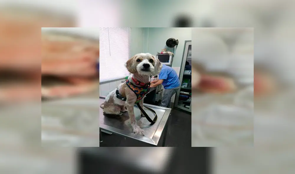 En Facebook, un rescatista fue el responsable de brindarle los cuidados al perro y tras cinco meses luce diferente. En Facebook, un rescatista fue el responsable de brindarle los cuidados al perro y tras cinco meses luce diferente.