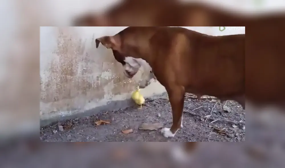 A través de YouTube se hizo viral el momento en que perro conoce a un pato bebé.