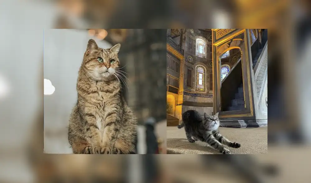 Gli se queda y seguirá paseándose como toda una estrella dentro del museo Santa Sofía