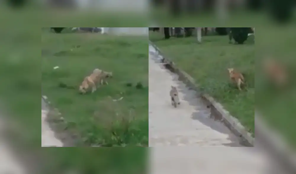 Un perro y un zorro juegan en una calle durante el aislamiento obligatorio. Foto: Captura