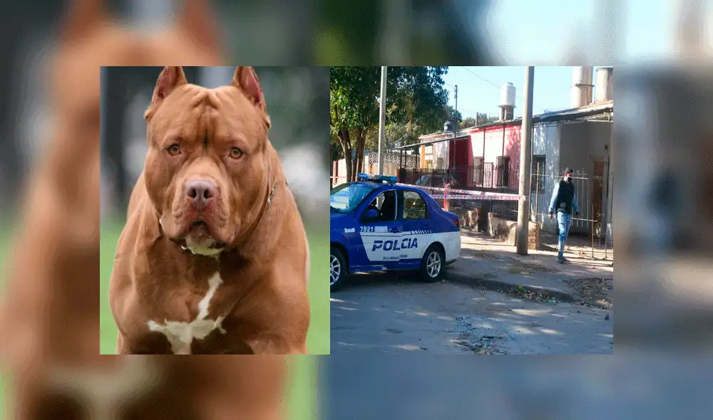 Los agentes hallaron al can prendido del brazo de su dueño. Fuente: La Voz.