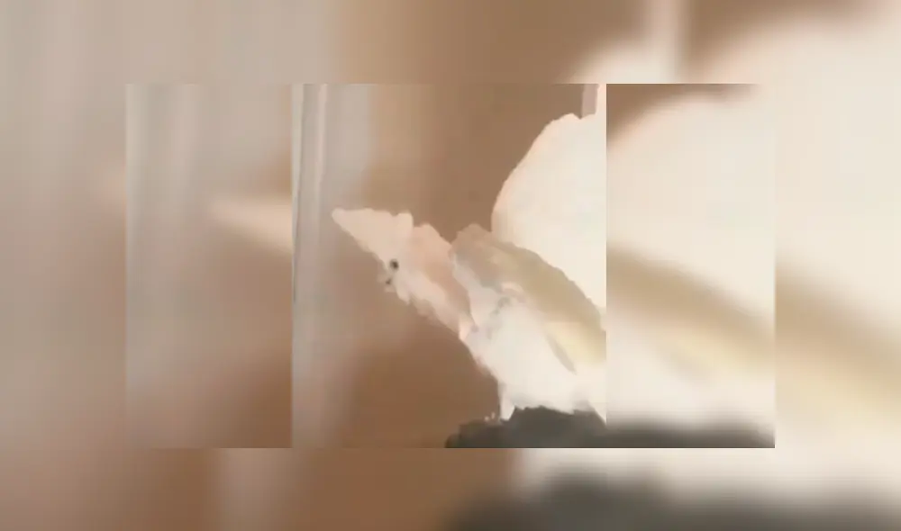 Facebook: Cacatúa tiene un insólita reacción al ver un increíble truco de magia de su dueño [VIDEO]