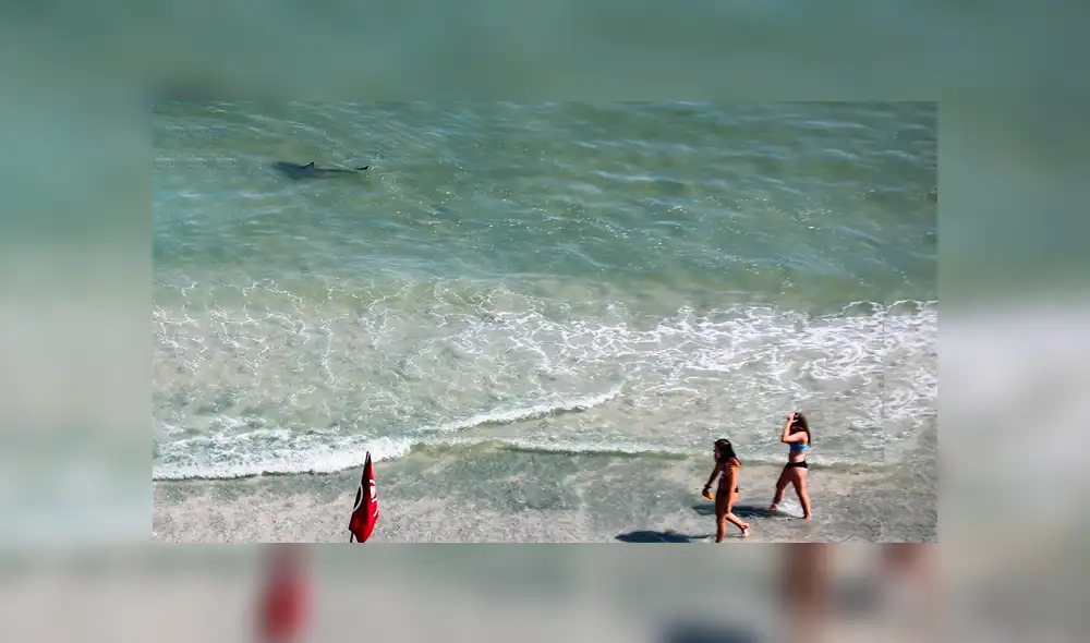 Bañistas quedan aterrados al notar la presencia de un tiburón. Foto: Captura.