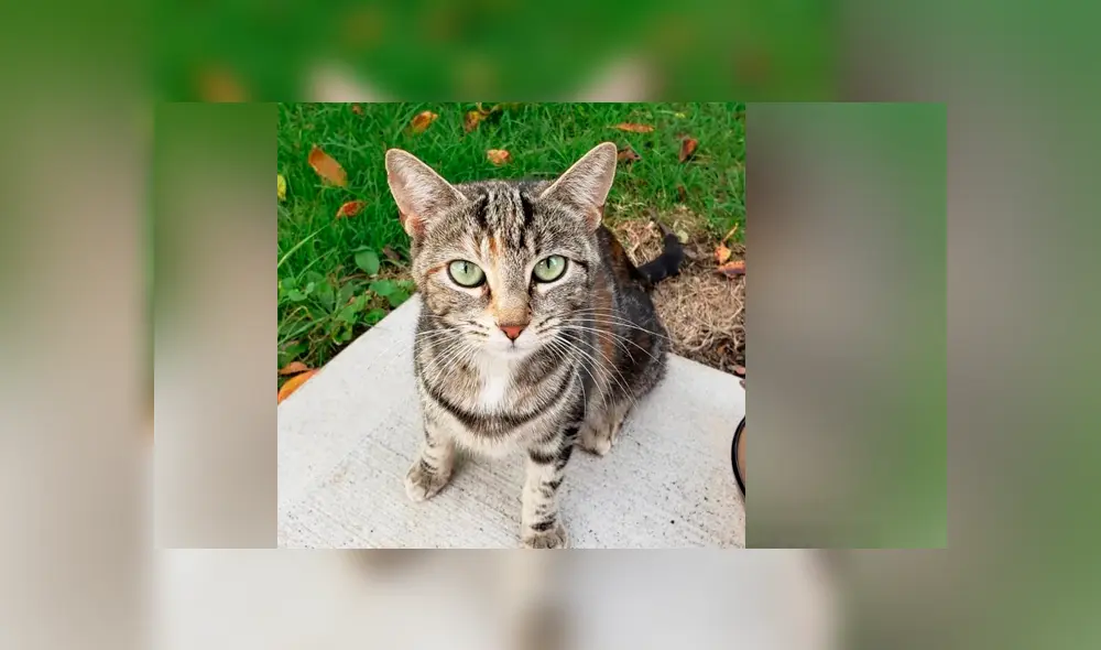 Desliza para ver los detalles de esta historia que se viralizó en Facebook. Foto: Captura. Desliza para ver los detalles de esta historia que se viralizó en Facebook. Foto: Captura.