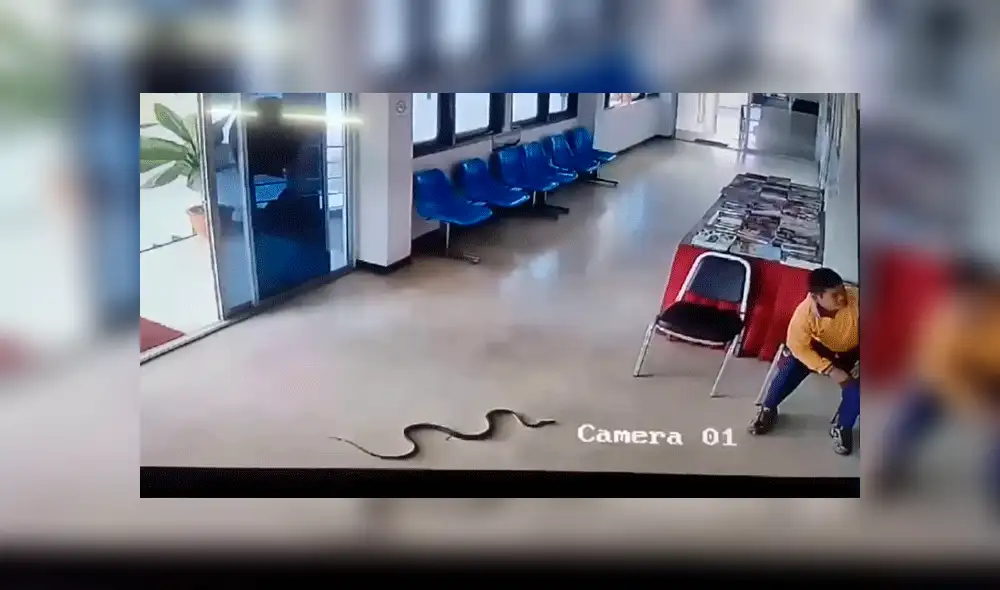 YouTube viral: serpiente ingresa a estación de policía e intenta devorar a detenido [VIDEO]
