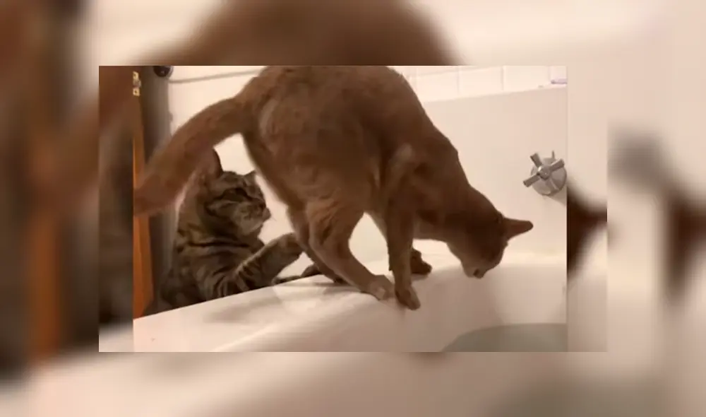 Desliza las imágenes para apreciar la pesada broma que le juego un gato a su ‘amigo’ al notar que tenía miedo al agua.