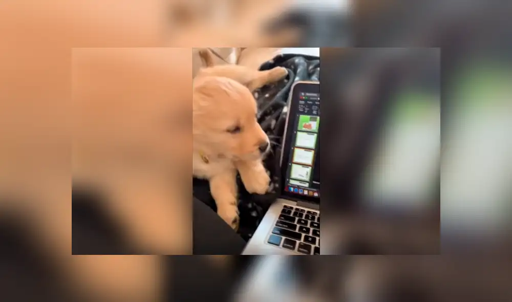 Desliza las imágenes para conocer el tierno comportamiento de un perro al intentar mantenerse despierto.