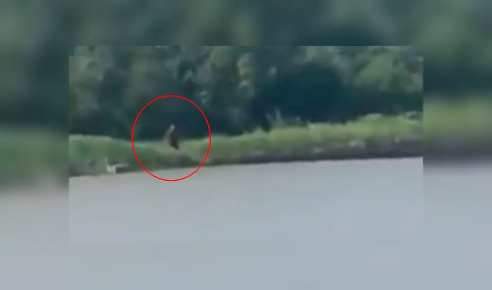 Video es viral en YouTube. Un hombre tranquilamente navegaba por un lago de Estados Unidos, cuando de pronto divisó una extraña criatura que ha generado todo tipo de teorías. Foto: Captura.