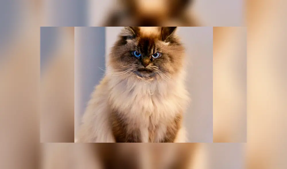 Desliza para ver todas las imágenes de Facebook. Foto: merlinragdoll