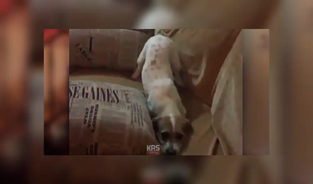 Desliza las imágenes hacia la izquierda para apreciar la reacción de un perro tras mirar películas de terror. Desliza las imágenes hacia la izquierda para apreciar la reacción de un perro tras mirar películas de terror.