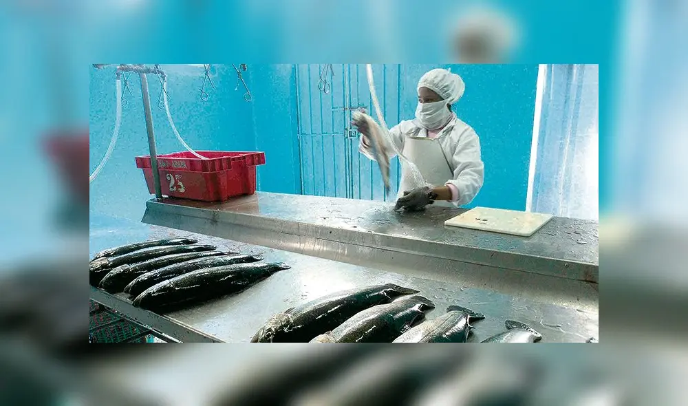 Innovación. Truchas Arapa dan paso importante en la innovación de su producción.