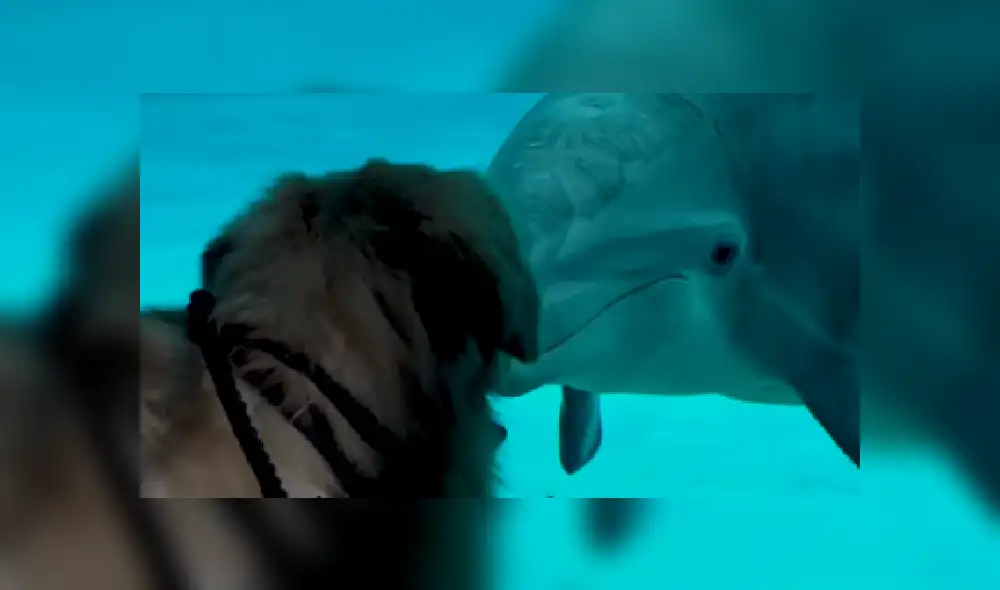Desliza hacia la izquierda para ver más imágenes de este conmovedor encuentro entre un perro y un delfín. (Foto: captura / YouTube) Desliza hacia la izquierda para ver más imágenes de este conmovedor encuentro entre un perro y un delfín. (Foto: captura / YouTube)