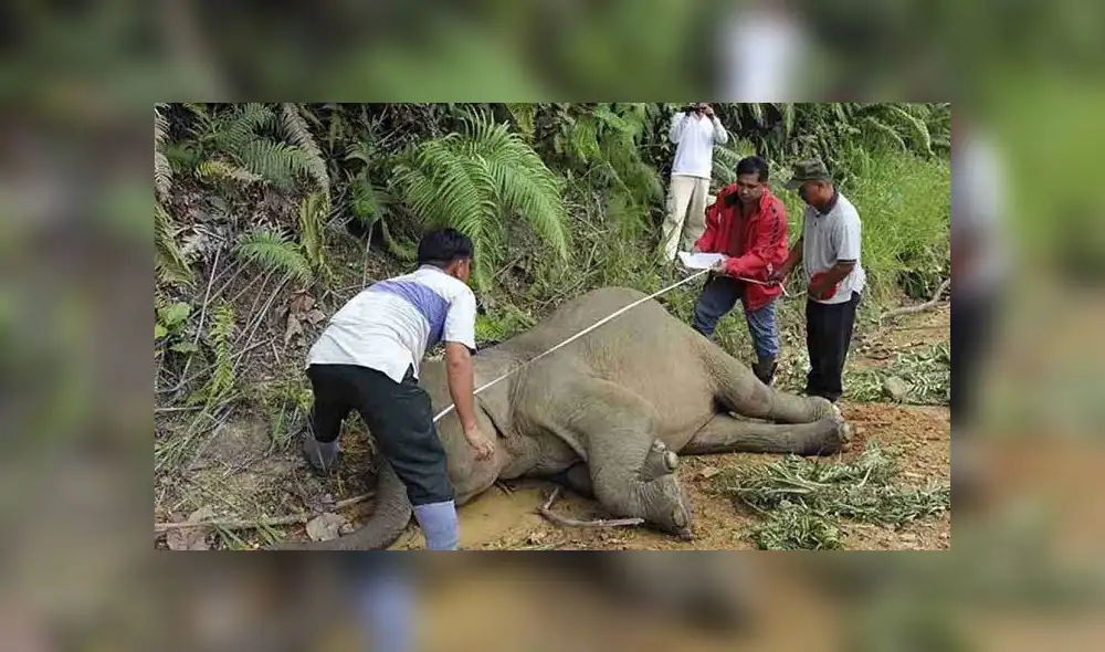 El elefante fue encontrado sin sus colmillos. Foto: AFP El elefante fue encontrado sin sus colmillos. Foto: AFP