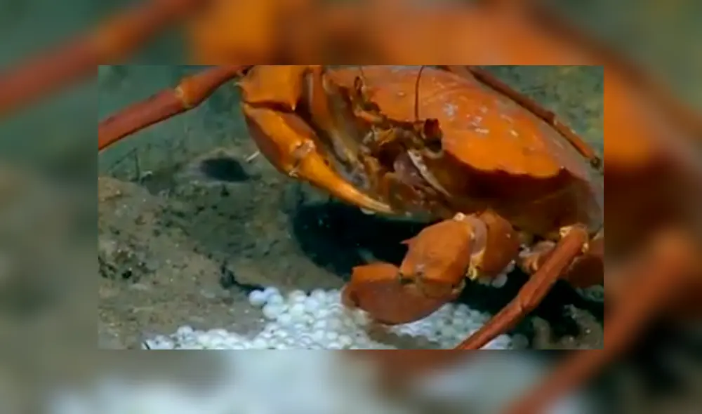 Un grupo de buzos se topó con un cangrejo devorando a sus crías.