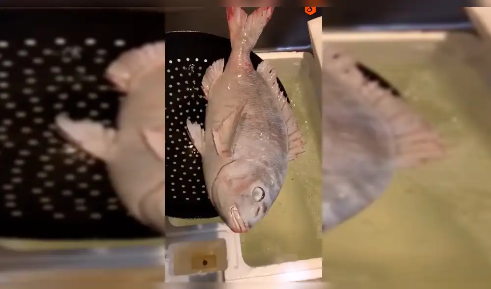 YouTube: Pez estuvo congelado y "revivió" tras ser colocado en agua [VIDEO]