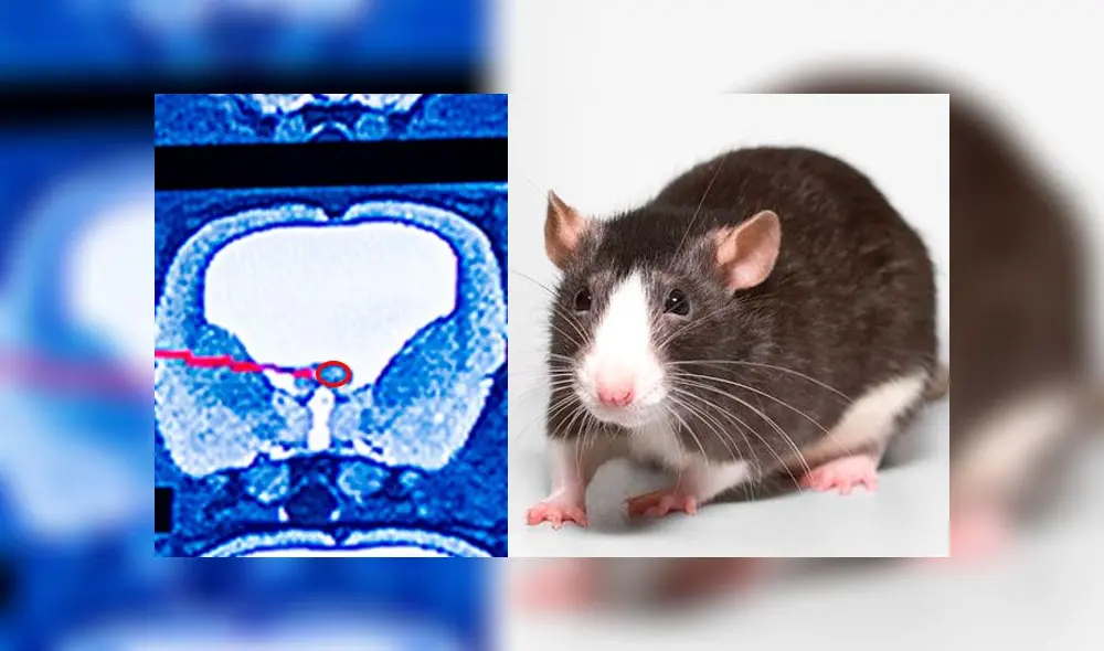 Los investigadores descubrieron que el cerebro de la rata había colapsado a causa de la hidrocefalia severa.