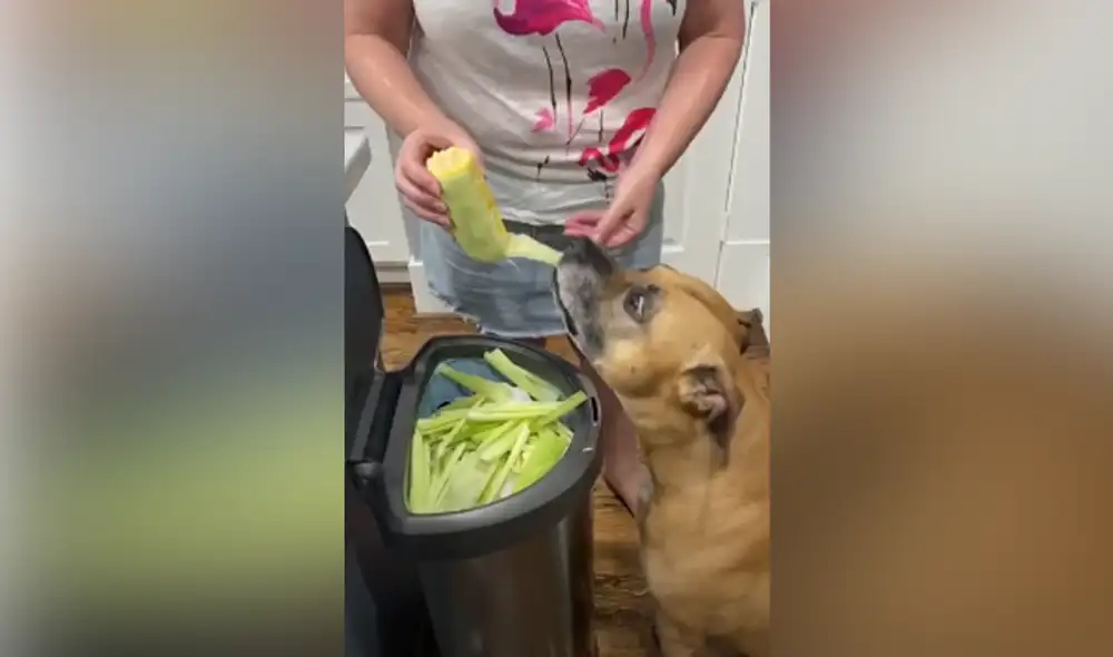 Desliza hacia la izquierda para ver las imágenes del video viral. Foto: captura de YouTube.