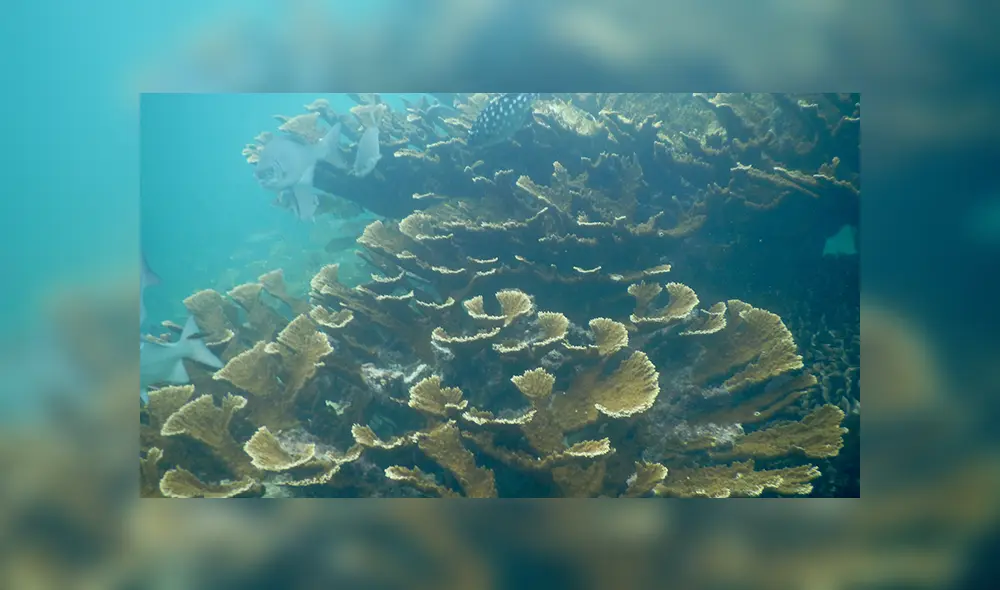 Uno de los arrecifes descubiertos llamado coralino Corazones es considerado el más largo hasta el momento. Créditos: Cuartoscuro