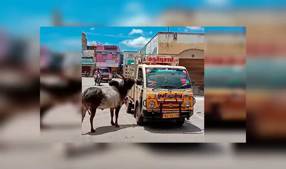 Desliza las imágenes hacia la izquierda para conocer la conmovedora historia de un toro junto a su ‘pareja’. Fotocaptura: Facebook. Desliza las imágenes hacia la izquierda para conocer la conmovedora historia de un toro junto a su ‘pareja’. Fotocaptura: Facebook.
