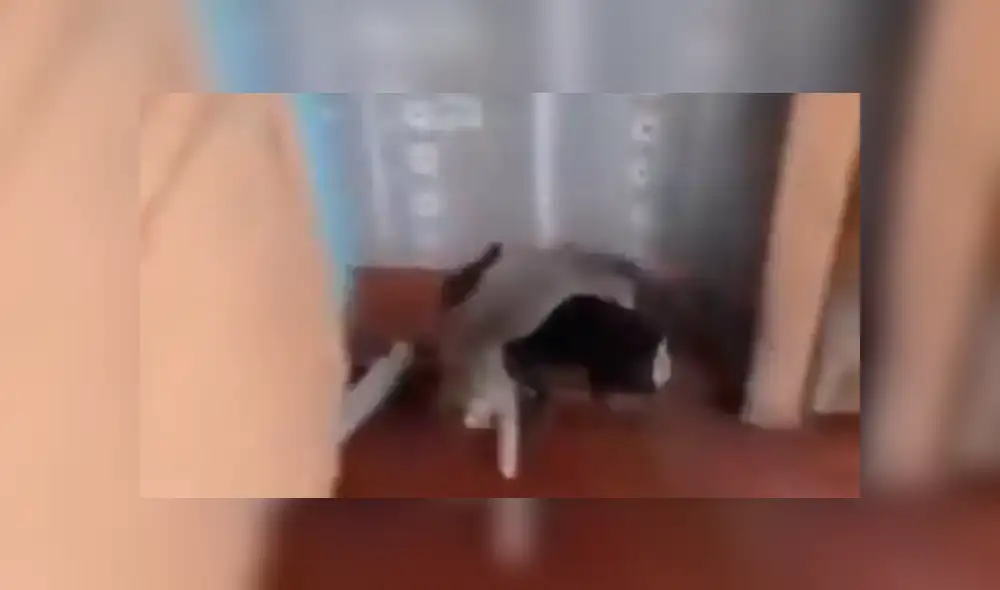 Facebook viral: perro quería evitar una pelea callejera de un gato y lo cargó hasta su casa [VIDEO]
