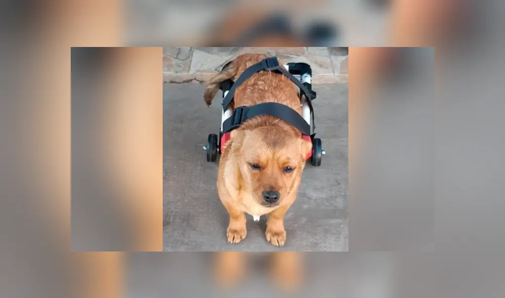 Los perritos lucen recuperados y pueden caminar. Foto: Twitter. Los perritos lucen recuperados y pueden caminar. Foto: Twitter.