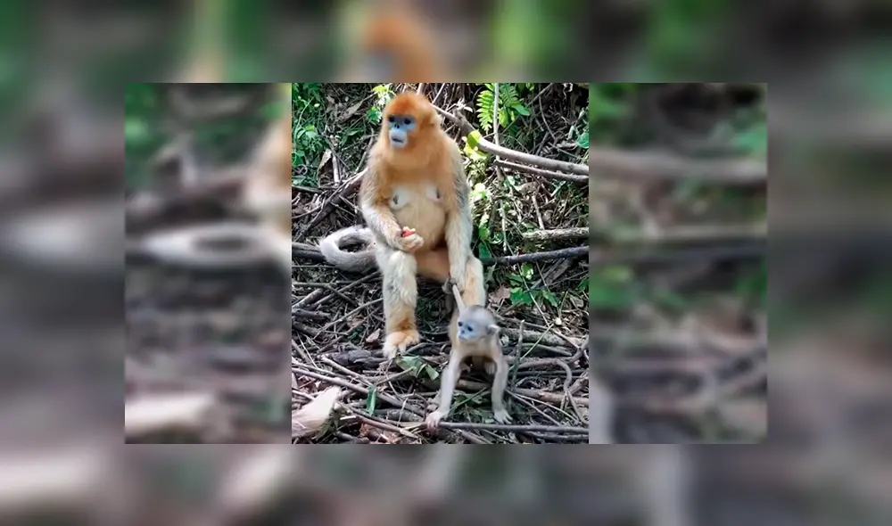 En Facebook, una mamá mona no quería que su bebé se escape por la peligrosa selva y realizó un truco.