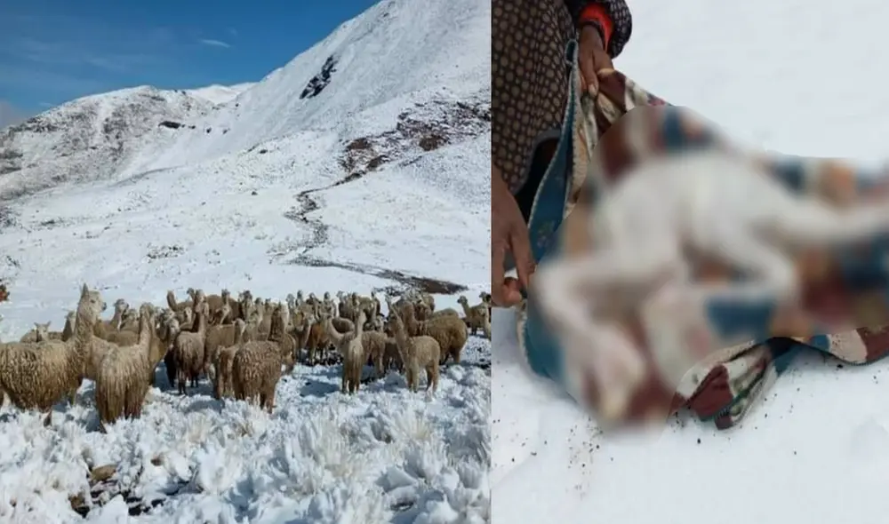 Una de las zonas más afectadas en San Juan de Tarucani. Foto: difusión