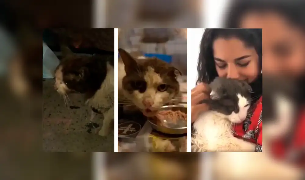 Desliza las imágenes para conocer la conmovedora historia de un gato que fue rescatado de la calle. Foto: Captura. Desliza las imágenes para conocer la conmovedora historia de un gato que fue rescatado de la calle. Foto: Captura.