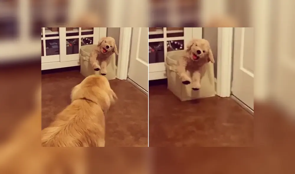 Un perro se llevó un enorme susto al ver un peluche idéntico a él. Foto: Instagram Un perro se llevó un enorme susto al ver un peluche idéntico a él. Foto: Instagram